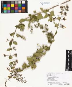 Calamintha nepeta (L.) Savi subsp. nepeta