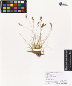 Festuca quadriflora Honck.