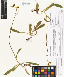 Hieracium sphaerocephalum Froel.