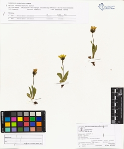 Hieracium alpinum L. subsp. alpinum