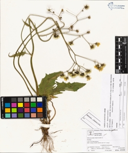 Hieracium murorum L.