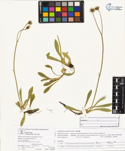 Hieracium sphaerocephalum Froel. subsp. furcatum (Hoppe) Z.