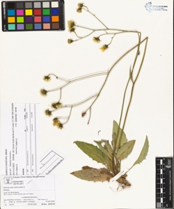 Hieracium murorum L.