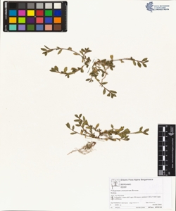 Polygonum arenastrum Boreau