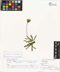 Leontodon hispidus L.