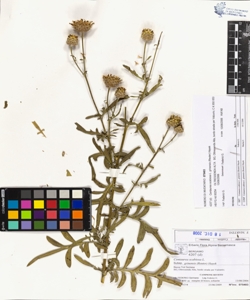 Centaurea scabiosa L. subsp. grinens¿s (Reuter) Hayek