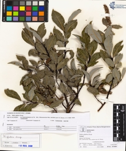 Salix glabra Scop.