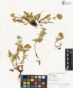 Anthyllis x adriatica Beck