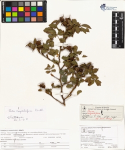 Rosa canina L. sensu Bouleng. var corymbifera (Borkh.) Rouy