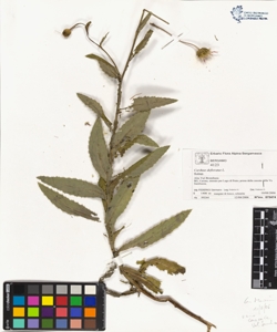 Carduus defloratus L.
