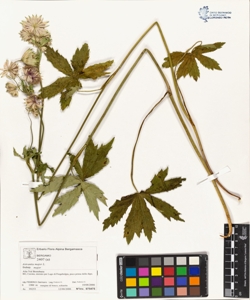 Astrantia major L. subsp. major