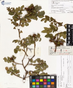 Rosa canina L. sensu Bouleng. var canina