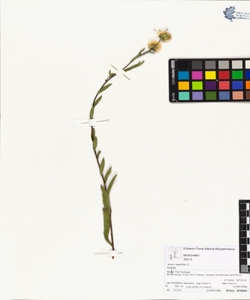 Aster amellus L.