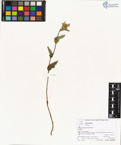 Campanula glomerata L.