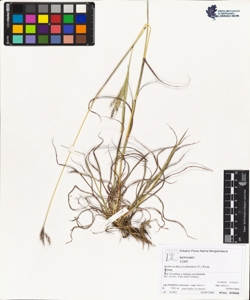 Bothriochloa ischaemon (L.) Keng