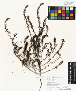 Odontites lutea (L.) Clairv.