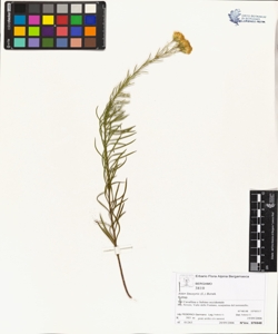 Aster linosyris (L.) Bernh.