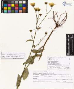 Hieracium umbellatum L. subsp. brevifolioides Z.