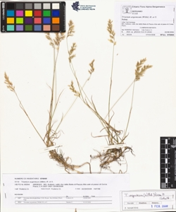 Trisetum argenteum (Willd.) R. et S.