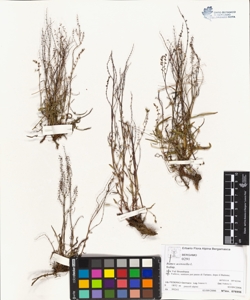 Rumex acetosella L.