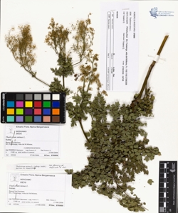 Thalictrum minus L.