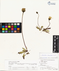 Leontodon hispidus L.