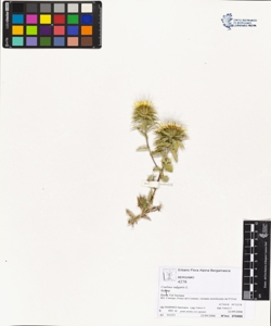 Carlina vulgaris L.