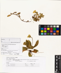 Hieracium pilosella L.