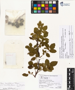 Rosa canina L. sensu Bouleng. var tomentella (Leman) Baker