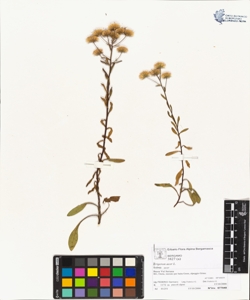Erigeron acer L. subsp. acer