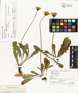 Leontodon hispidus L.