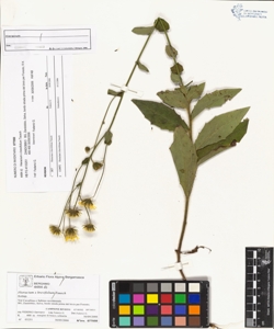 Hieracium x brevifolium Tausch