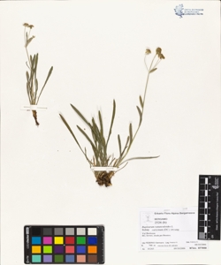 Bupleurum ranunculoides L. subsp. caricinum (DC.) Arcang.