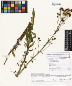 Hieracium umbellatum L. subsp. umbellatum