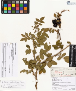 Rosa subcollina (Christ) D.Torre et Sarnth.
