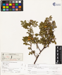 Rosa montana Chaix