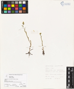 Ams¿nkia lycopsoides (Lehm.) Lehm.