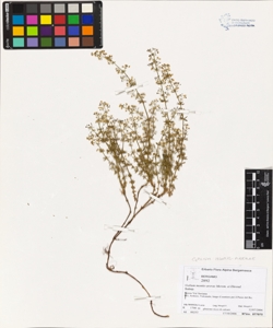 Galium montis-arerae Merxm. et Ehrend.