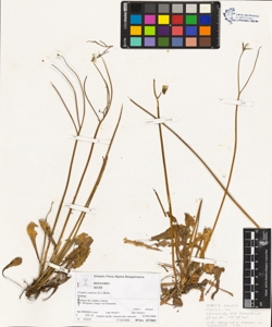 Crepis sancta (L.) Babc.