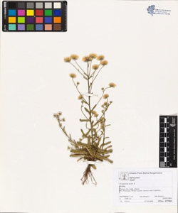 Erigeron acer L.