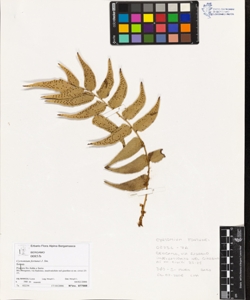 Cyrtomium fortunei J. Sm.