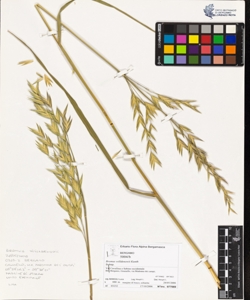 Bromus willdenowii Kunth