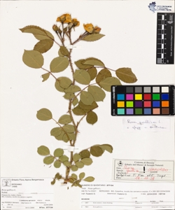 Rosa gallica L.