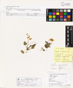 Viola hirta L.