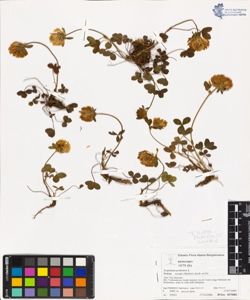 Trifolium pratense L. subsp. nivale (s¿eber) Asch. et Gr.