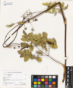 Angelica sylvestris L.