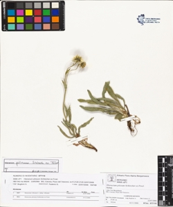 Hieracium pilosum Schleicher ex Froel.