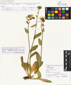 Hieracium amplexicaule L.