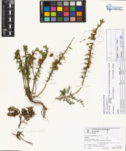 Cuscuta epithymum (L.) L.