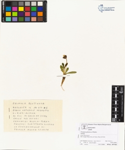 Primula glutinosa Wulfen